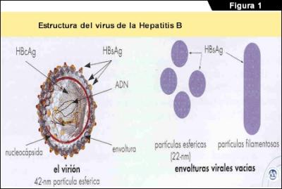 EL Virus de la Hepatitis